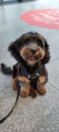 Wir planen/haben von Zeit zu Zeit Habapoo-Welpen 