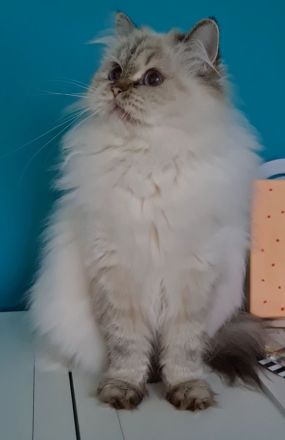 Cattery vom Zuckersee