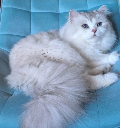 Cattery vom Zuckersee