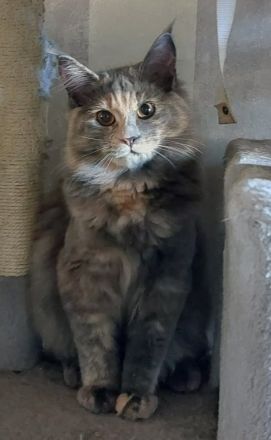 Maine Coon Kitten, reinrassig, mit Stammbaum