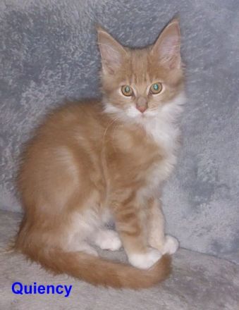 Maine Coon Kitten, reinrassig, mit Stammbaum