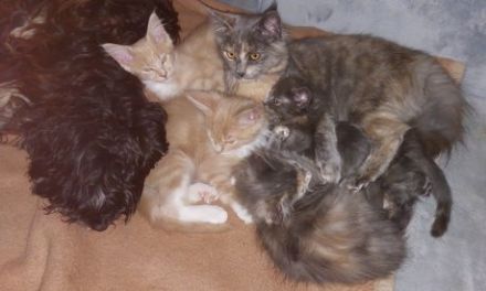 Maine Coon Kitten, reinrassig, mit Stammbaum