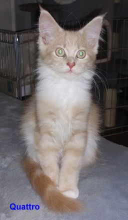 Maine Coon Kitten, reinrassig, mit Stammbaum