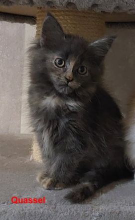Maine Coon Kitten, reinrassig, mit Stammbaum