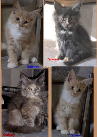 Maine Coon Kitten, reinrassig, mit Stammbaum