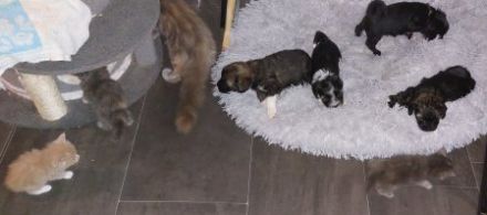 Maine Coon Kitten, reinrassig, mit Stammbaum