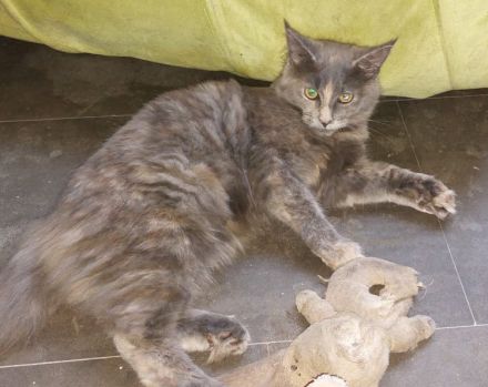 Maine Coon Kitten, reinrassig, mit Stammbaum