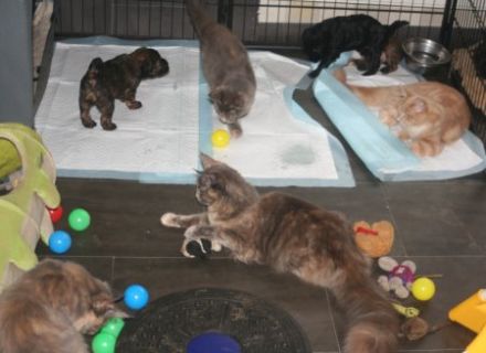 Maine Coon Kitten, reinrassig, mit Stammbaum