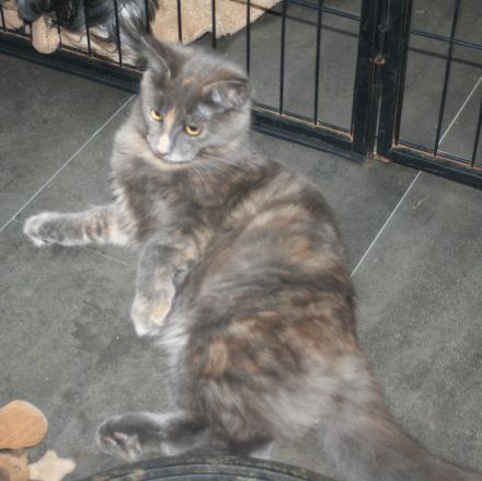 Maine Coon Kitten, reinrassig, mit Stammbaum