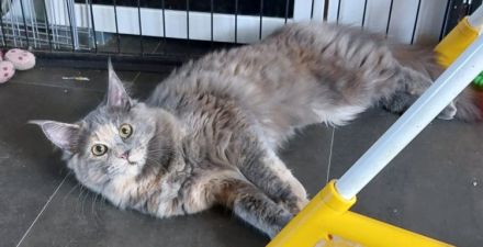 Maine Coon Kitten, reinrassig, mit Stammbaum