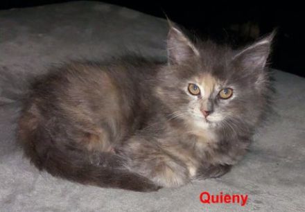 Maine Coon Kitten, reinrassig, mit Stammbaum