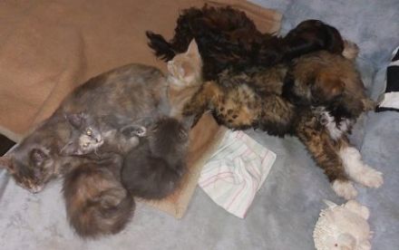 Maine Coon Kitten, reinrassig, mit Stammbaum