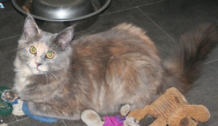 Maine Coon Kitten, reinrassig, mit Stammbaum