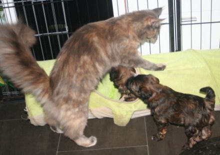 Maine Coon Kitten, reinrassig, mit Stammbaum