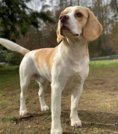 Deckrüde mit Ahnentafel + Zuchtzulassung