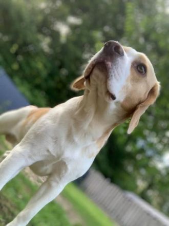 Deckrüde mit Ahnentafel + Zuchtzulassung