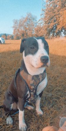 *Leyla *OEB - Mischling *Weiblich, nicht kastriert 