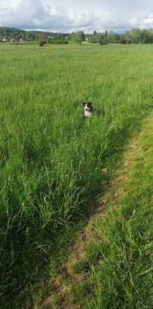 *Leyla *OEB - Mischling *Weiblich, nicht kastriert 