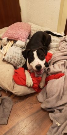 *Leyla *OEB - Mischling *Weiblich, nicht kastriert 