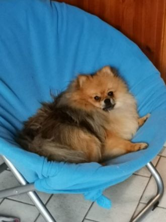 Magic Worlds Wanyo, Der kleine, liebenswerte Wanyo