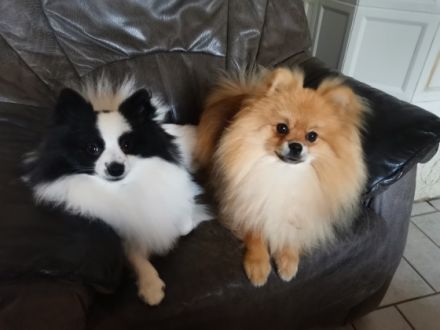 Magic Worlds Wanyo, Der kleine, liebenswerte Wanyo