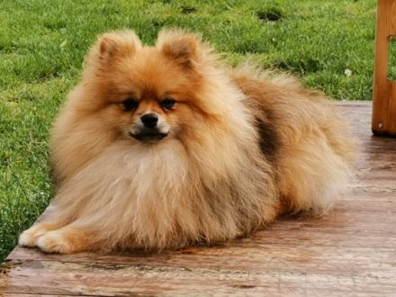 Magic Worlds Wanyo, Der kleine, liebenswerte Wanyo