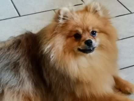 Magic Worlds Wanyo, Der kleine, liebenswerte Wanyo