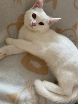 Hey, wir haben liebevolle Kitten abzugeben. Es sind 4