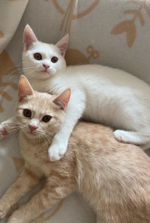 Hey, wir haben liebevolle Kitten abzugeben. Es sind 4