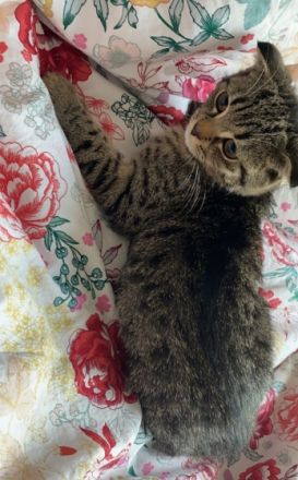 Hey, wir haben liebevolle Kitten abzugeben. Es sind 4