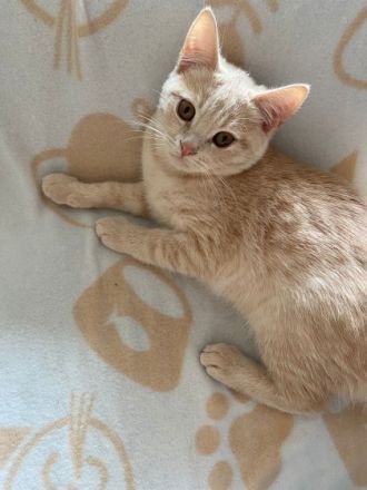 Hey, wir haben liebevolle Kitten abzugeben. Es sind 4