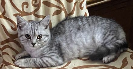 Hey, wir haben liebevolle Kitten abzugeben. Es sind 4