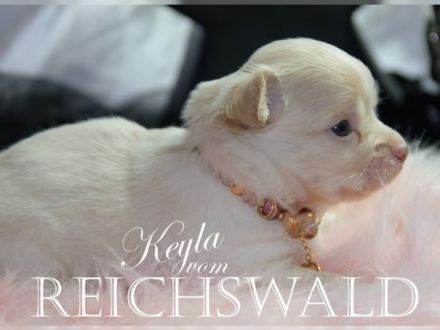 Chihuahua-von-Reichswald