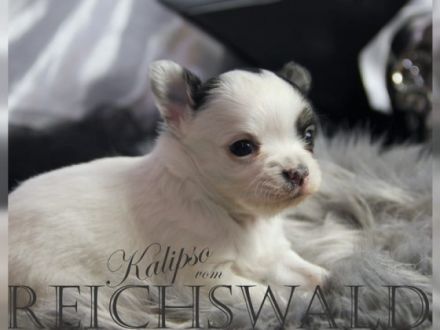 Chihuahua-von-Reichswald