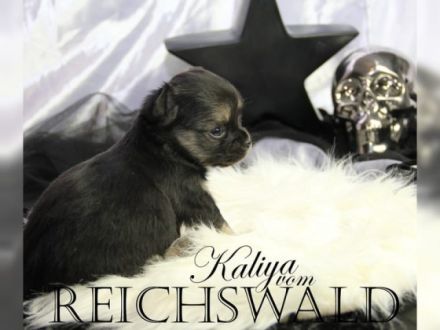 Chihuahua-von-Reichswald