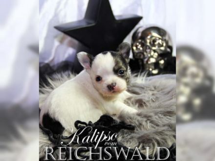 Chihuahua-von-Reichswald