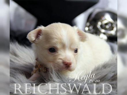 Chihuahua-von-Reichswald