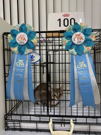 Wurfankündigung Singapura-Kitten einzigartige/beste Linien