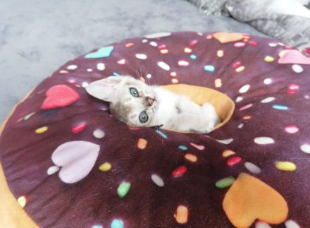 Wurfankündigung Singapura-Kitten einzigartige/beste Linien