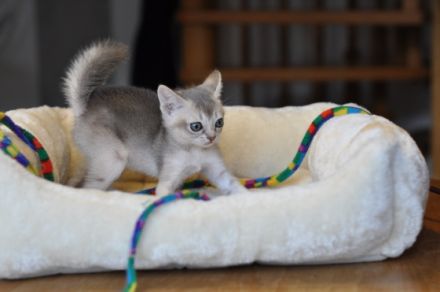 Wurfankündigung Singapura-Kitten einzigartige/beste Linien