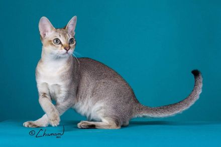 Wurfankündigung Singapura-Kitten einzigartige/beste Linien