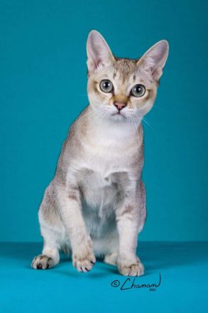 Wurfankündigung Singapura-Kitten einzigartige/beste Linien