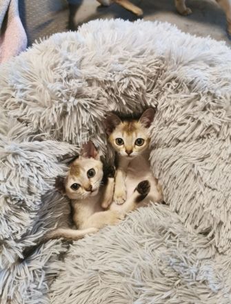 Wurfankündigung Singapura-Kitten einzigartige/beste Linien