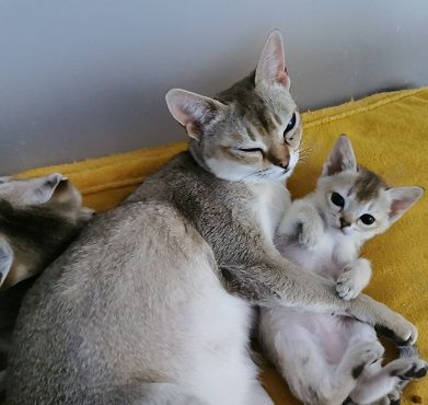 Wurfankündigung Singapura-Kitten einzigartige/beste Linien