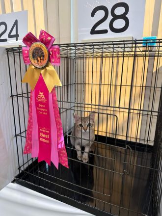 Wurfankündigung Singapura-Kitten einzigartige/beste Linien