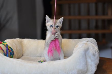 Wurfankündigung Singapura-Kitten einzigartige/beste Linien