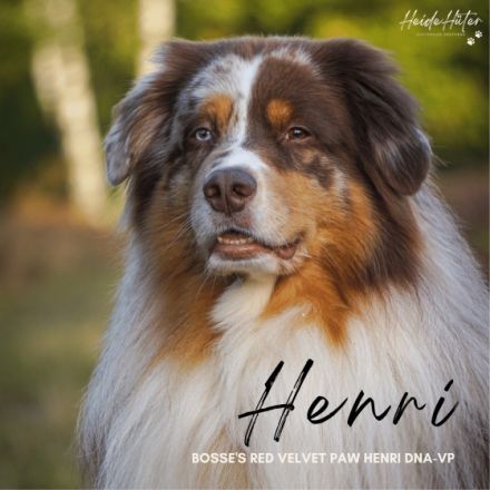 Bosse's Red Velvet Paw Henri DNA-VP