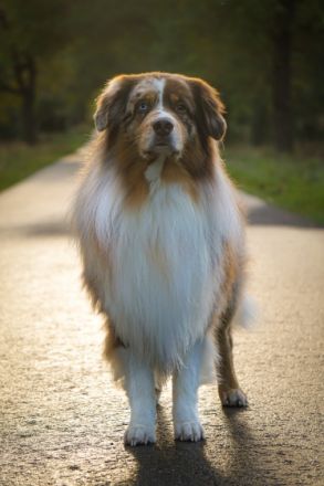 Bosse's Red Velvet Paw Henri DNA-VP