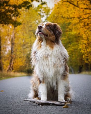 Bosse's Red Velvet Paw Henri DNA-VP