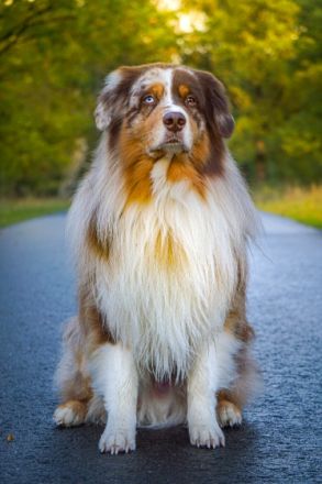 Bosse's Red Velvet Paw Henri DNA-VP